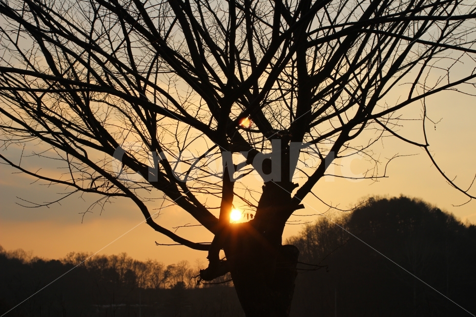 석양,나무,자연,시골,하늘,색감,농촌,식물,자연,plants,nature,실루엣,그림자,silhouette,shadow