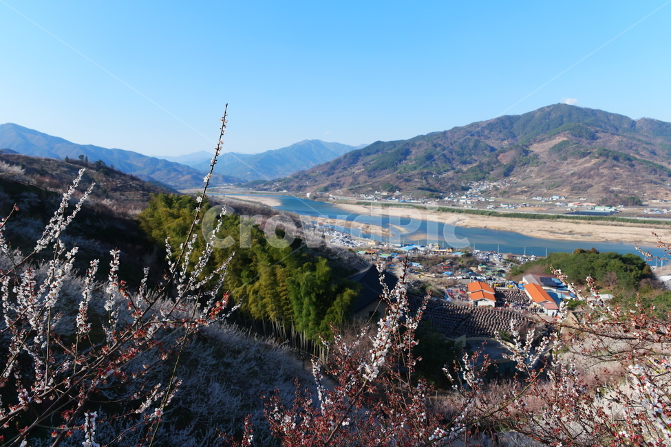 섬진강,강,봄,강줄기,물,자연,nature,water,맑음,매화,매화마을,매화꽃,하얀꽃,흰꽃,풍경,마을