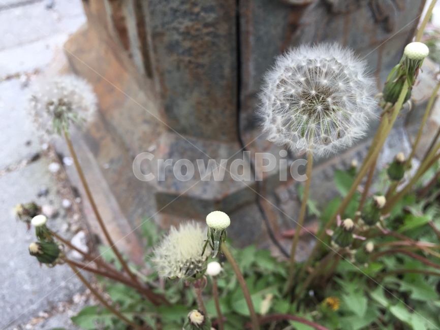 민들레,홀씨,민들레꽃,식물,flower,dandelion,plant,seed