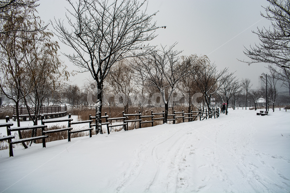 눈발,흰눈,백설,겨울풍경,눈길,겨울,계절,winter,season,자연,풍경,nature,landscape,outdoors,옥외,weather,날씨