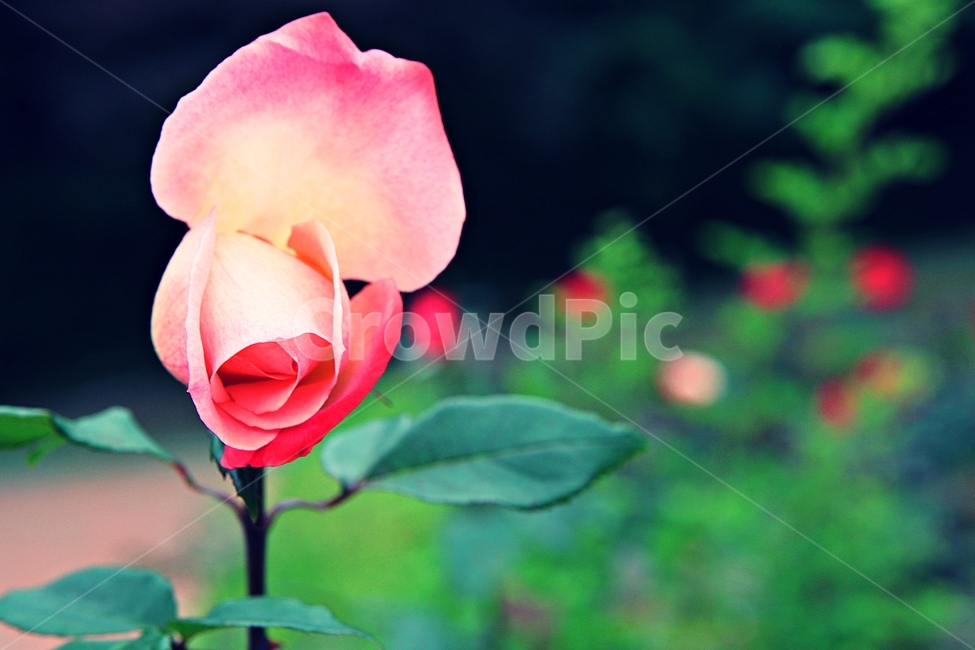 장미,장미꽃,장미원,꽃,봄꽃