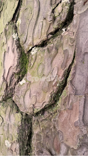 나무,tree,plant,식물,treetrunk,껍질,이끼,표피,나무,trees,wood