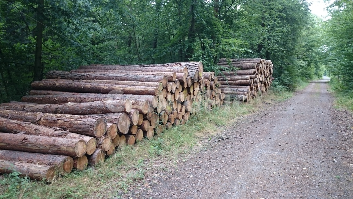 나무,wood,원목,통나무,숲속,숲,재목,lumber