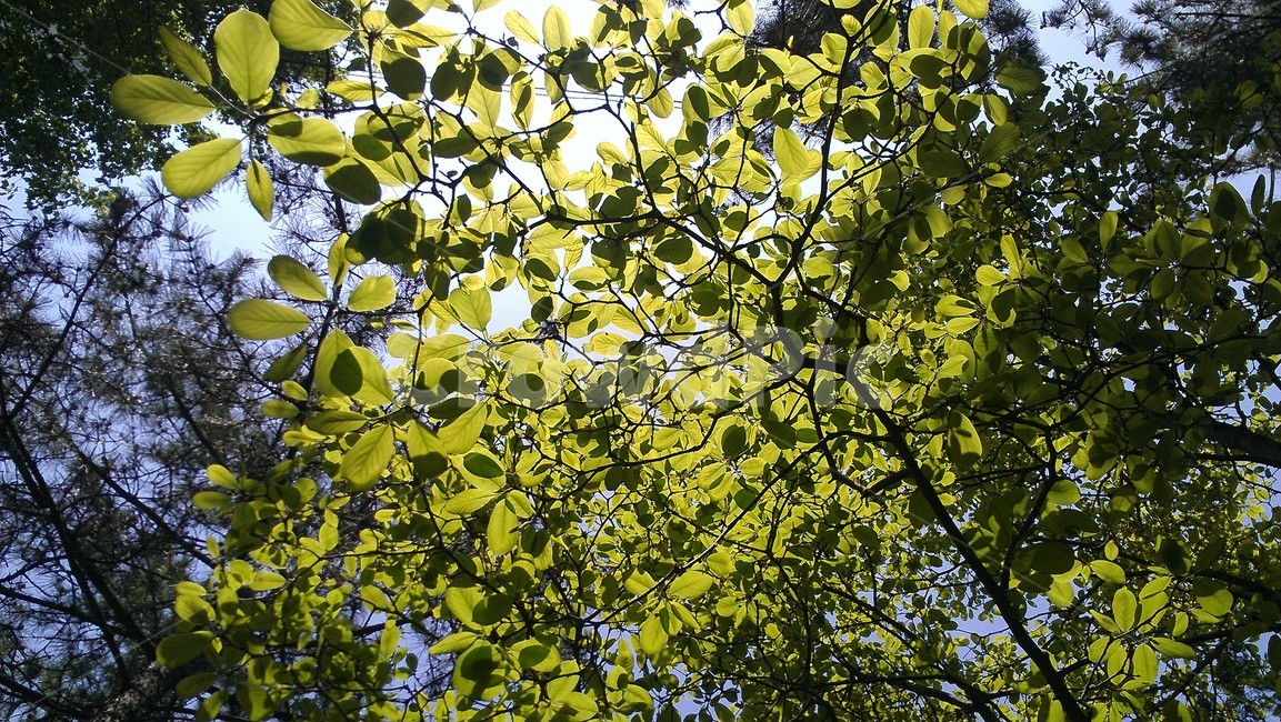 plant,식물,leaf,green,light,식물,자연,plants,nature