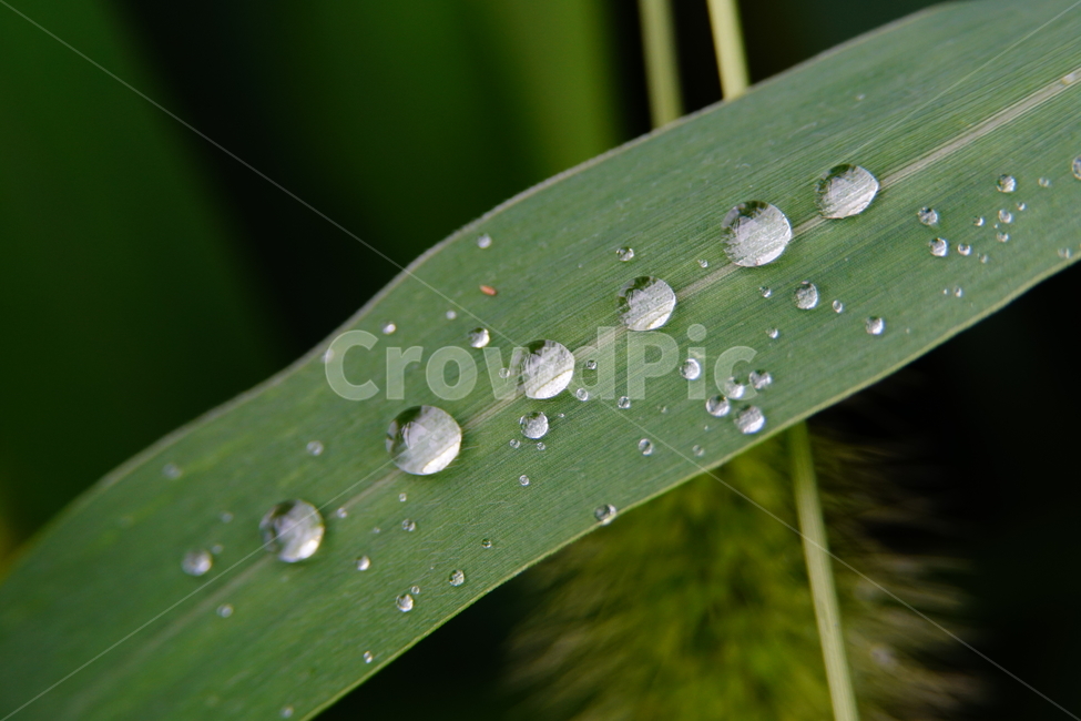 자연,nature,물방울,이슬,아침,아침이슬,풀,풀잎,식물,plants,raindrop,dropofwater,waterdroplet,steam,closeup,클로즈업,macro,메크로,마크로,접사,풍경,landscape,감성사진,감성,식물,자연,plants,nature