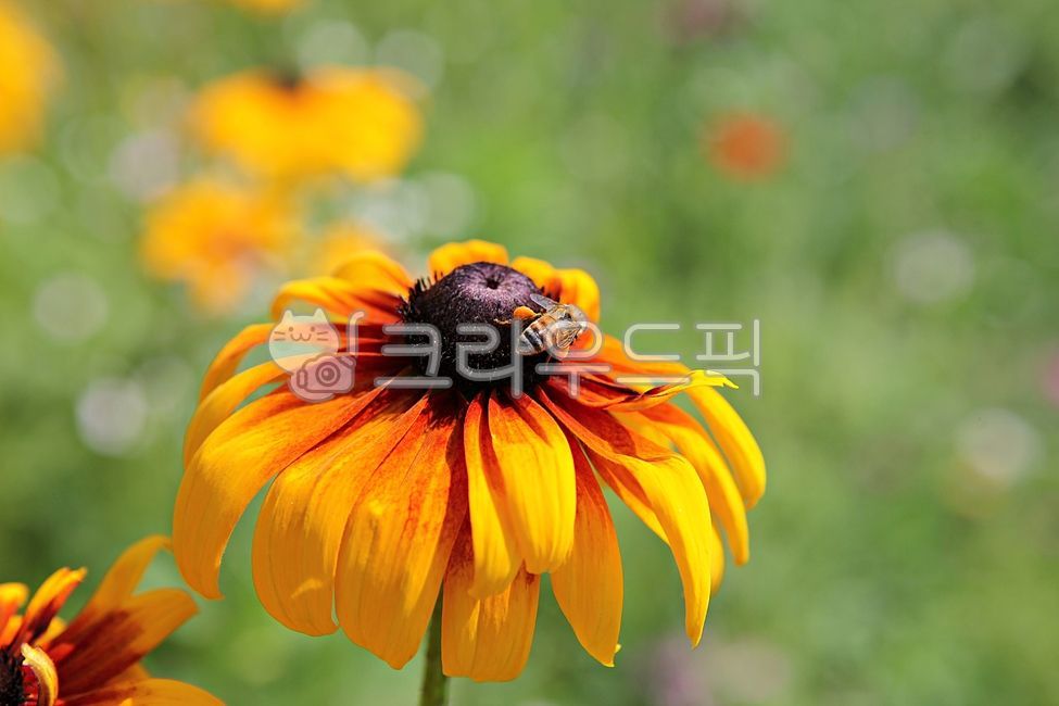 국화,꽃,꽃잎,꿀벌,벌,국화꽃,식물,자연