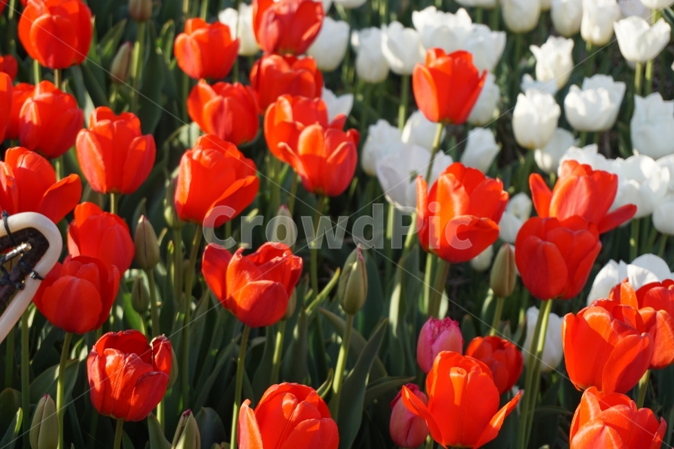 꽃,봄,튤립,계절,자연,식물,자연,plants,nature,꽃,flower