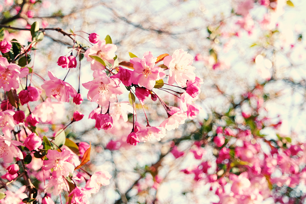 꽃,봄,분홍,나들이,힐링,산책,꽃봉우리,바람,벚꽃,cherryblossoms,healing,spring,flower,walk,자연,식물,landscape,view,scenery,sight,sensibility,봄,계절,spring,season