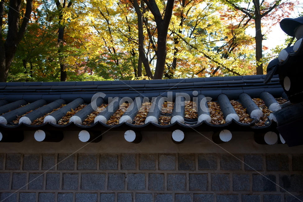 가을,궁궐,낙엽,기와,전통,단풍,koreatraditional,koreapalace,autumn,koreaautumn,autumnleaves,nature,colorful