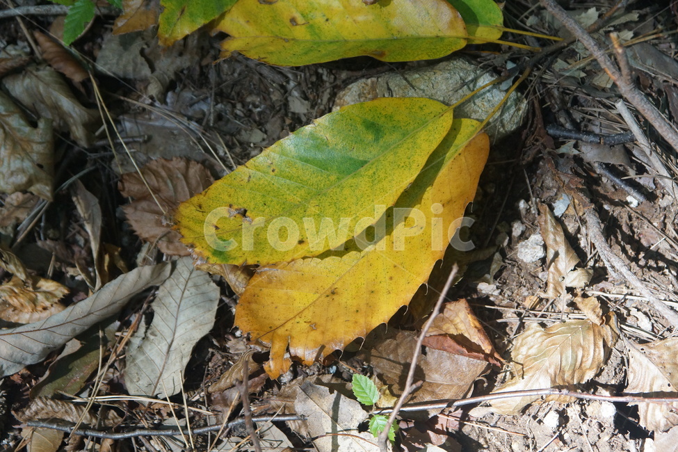 plant,식물,leaf,잎,ground,바닥,가을,fall,autumn,가을빛,autumnaltints,자연,nature,석남사,seongnamsatemple,단풍,fallfoliage,autumncolors,가을,계절,fall,autumn,season