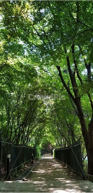 도화동,수봉공원,나무,길,인천,인처