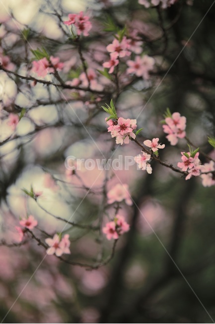 꽃,핑크,핑크꽃,나무,공원,정원,tree,pinkflower,pink,식물,자연,plants,nature,꽃,flower