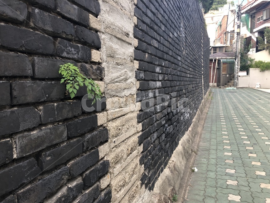 돌담길,새싹,골목,벽,식물,도시,풍경,city,landscape,walkway,보도,path,통로,pavement,포장,sidewalk,slate,슬레이트,flagstone,판석,staircase,계단