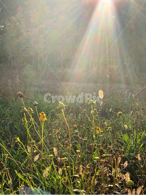 light,빛,flare,플레어,빛내림,강아지풀,역광,풀,나무,숲
