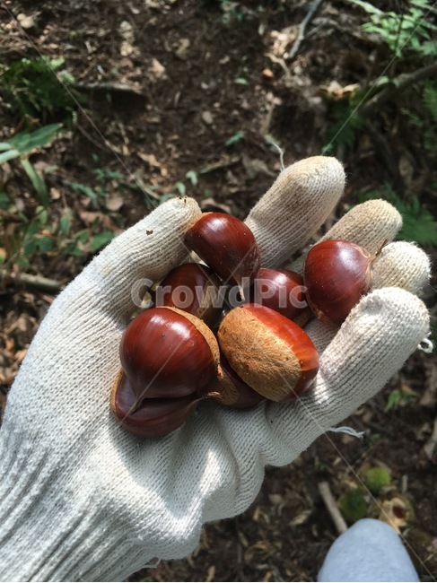 밤,가을,밤송이,밤나무,수확,자연,산,chestnut,나무,chestnuttree,nature