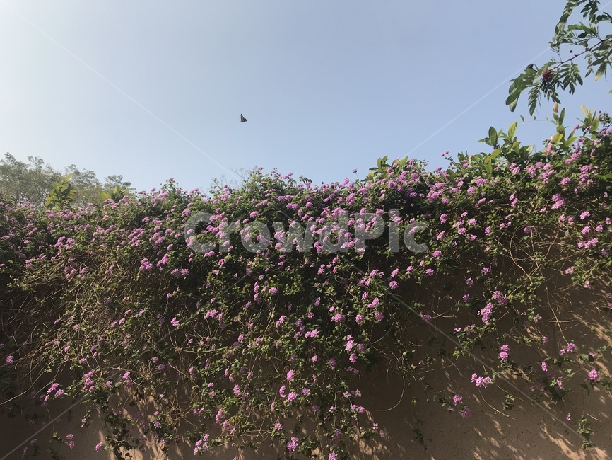 꽃,자연,봄,식물,담벼락,나비,식물,자연,plants,nature,꽃,flower