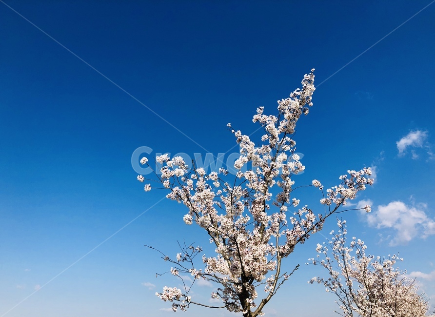 벚꽃,하늘,구름,초봄,쨍한하늘,봄,계절,spring,season,자연,풍경,nature,landscape,plant,식물,blossom,꽃,flower