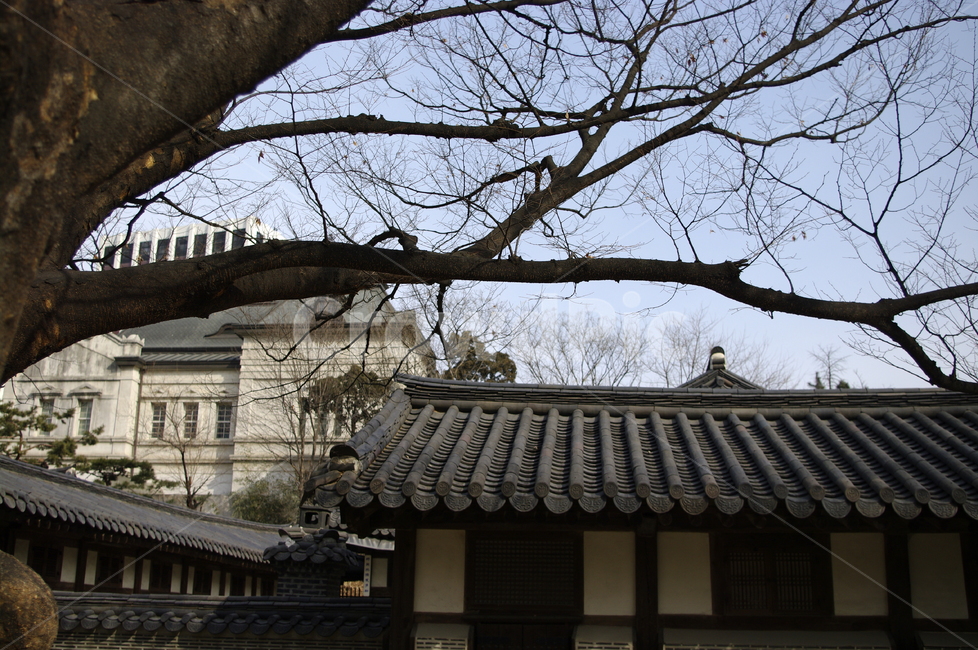 전통,tradition,한옥,건축,기와지붕,지붕,나무