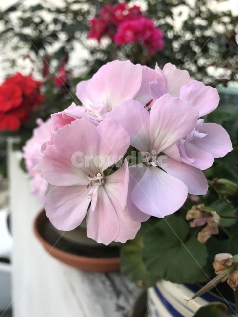flower,자연,플라워,식물,꽃,식물,자연,plants,nature,꽃,flower