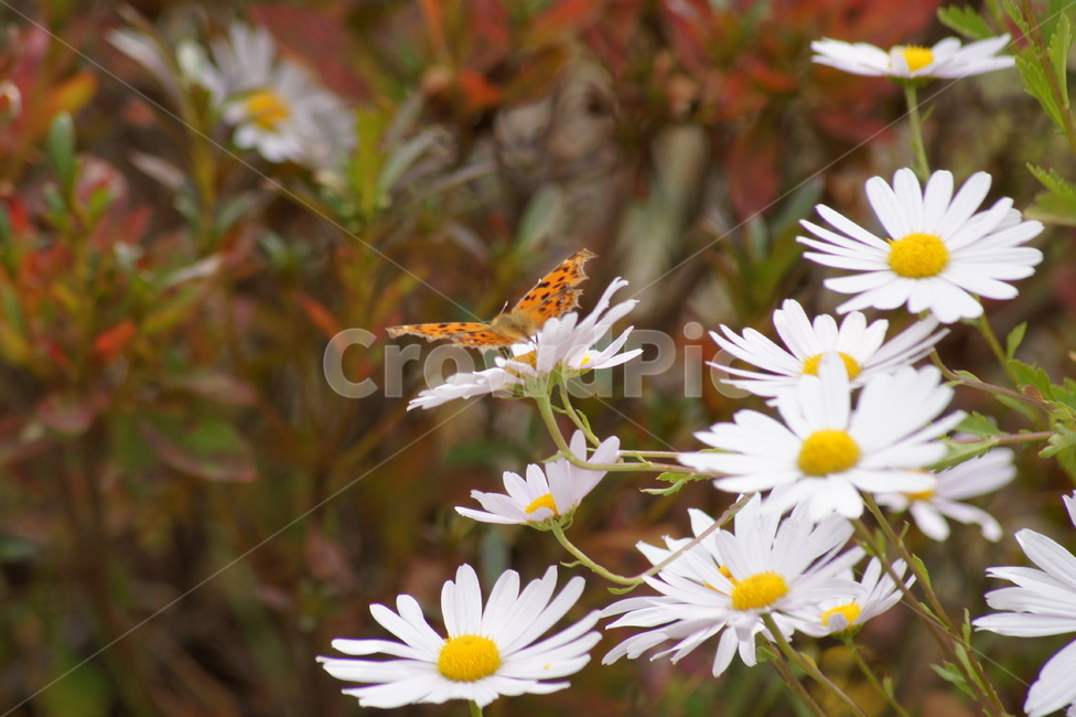 나비,꽃,향기,날개짓,봄,식물,자연,plants,nature,꽃,flower,동물,animal,곤충,벌레,insect,bug