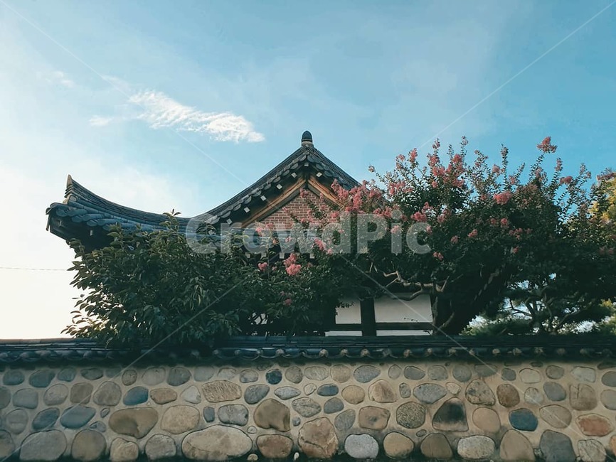 배롱나무,돌담,한국의멋,한옥,korea,기와,풍경,한국전통,한국문화,korean traditional,korean culture,건축물,건물외관,exterior,building,structure,architecture,construction
