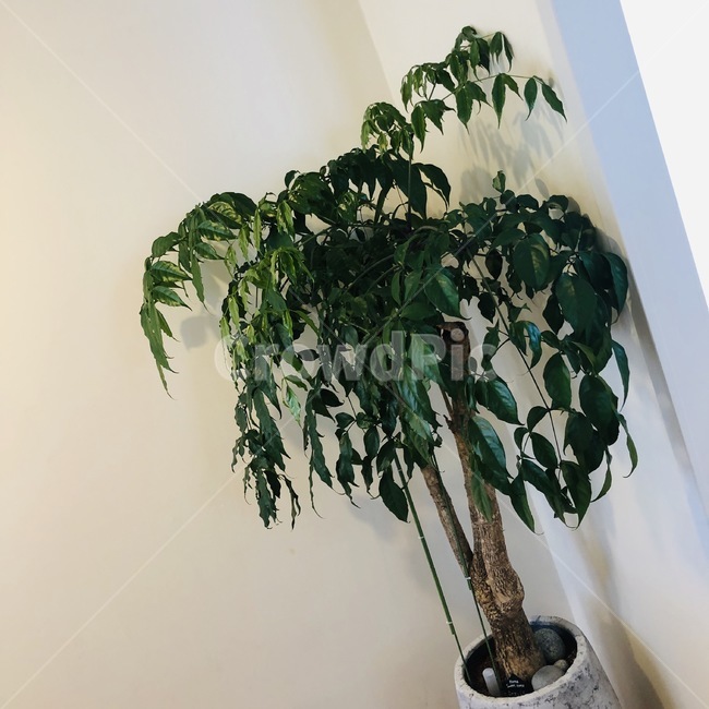tree,나무,plant,식물,야자,화분,감성,자연