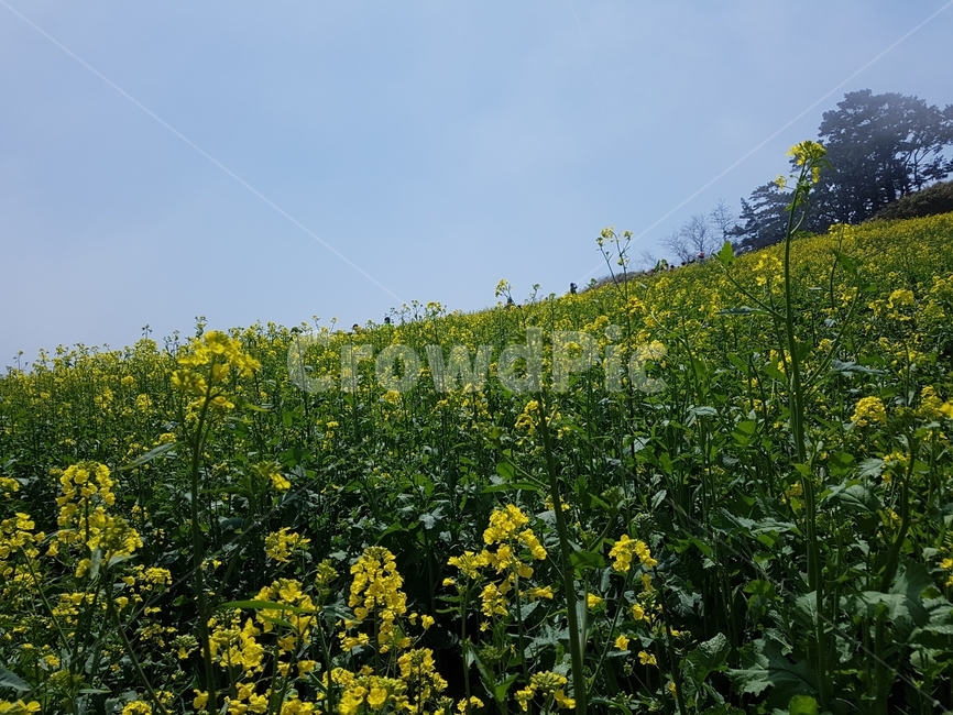 유채꽃,노란꽃,들판,하늘,rapeflower,봄,계절,spring,season,식물,자연,plants,nature,꽃,flower,grassland,목초지,field,들,outdoors,옥외,rural,농촌,farm,농장,meadow,plant