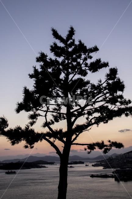 풍경,감성,여행,스냅,역광,순천,여수,공원,바다,하늘,나무,자연,풍경,nature,landscape,식물,plants,나무,trees,wood,tree,plant,tree trunk,나무 줄기