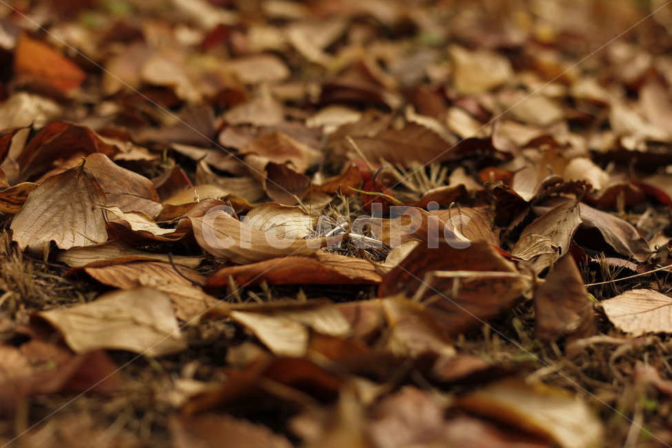 식물,plant,잎,leaf,낙엽,가을