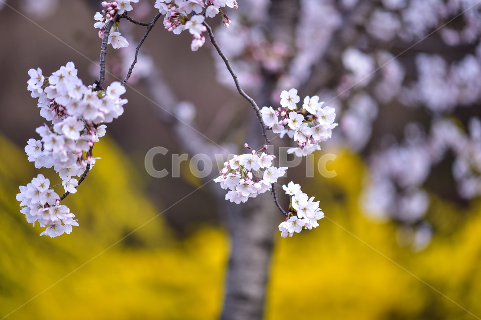 plant,식물,blossom,flower,꽃,cherryblossom,봄,계절,spring,season