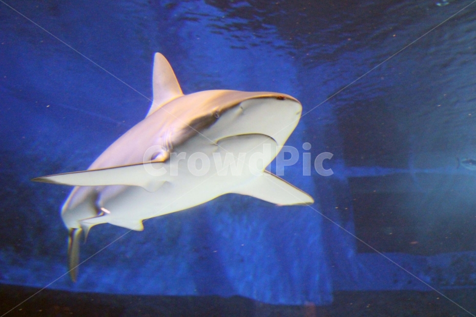 상어,수족관,아쿠아리움,shark,aquarium,물고기,고기,바다,동물,생물,야생,야생동물,동물,animal,어류,물고기,fish