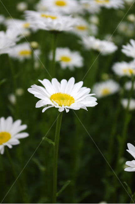 꽃,식물,color,flower,plant,식물,자연,plants,nature,꽃,flower