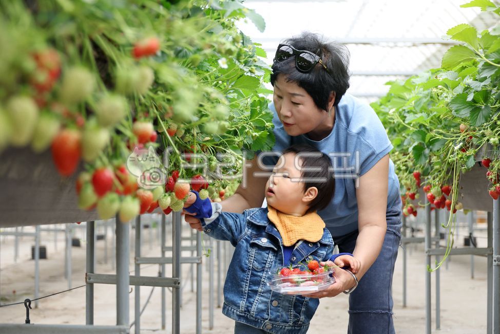 Children,infants,strawberries,hydroponics,vertical farming,babies,experience,grandmothers,farms,local food,families,baskets,containers,tours,farms,agriculture,rural areas,weekend farms,fruits,agricultural products,greenhouses,fields,