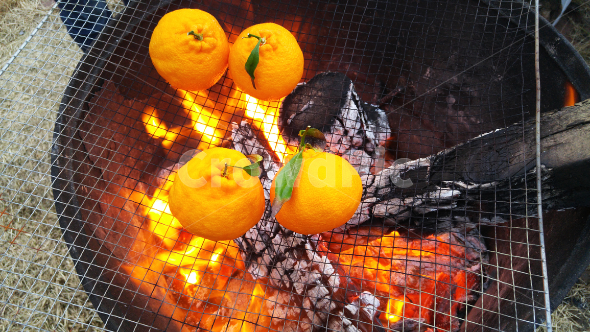 감귤류과일,한라봉,모닥불,과일,식물,음식,식재료,요리,food,cook,meal,dishes,food reserves