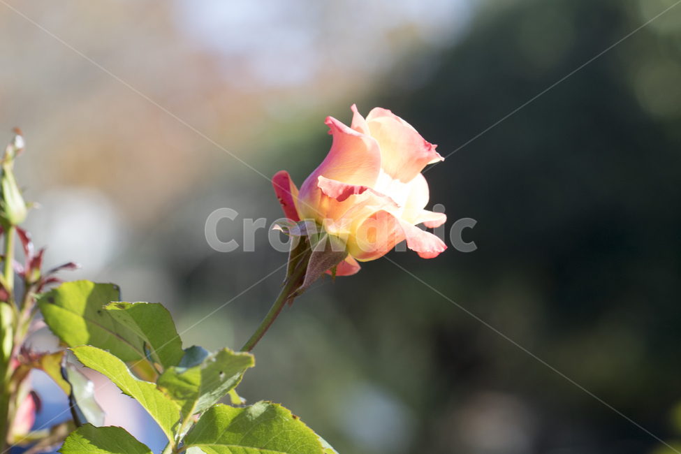 장미,꽃,식물,반짝임,자연,정원,식물,자연,plants,nature,꽃,flower