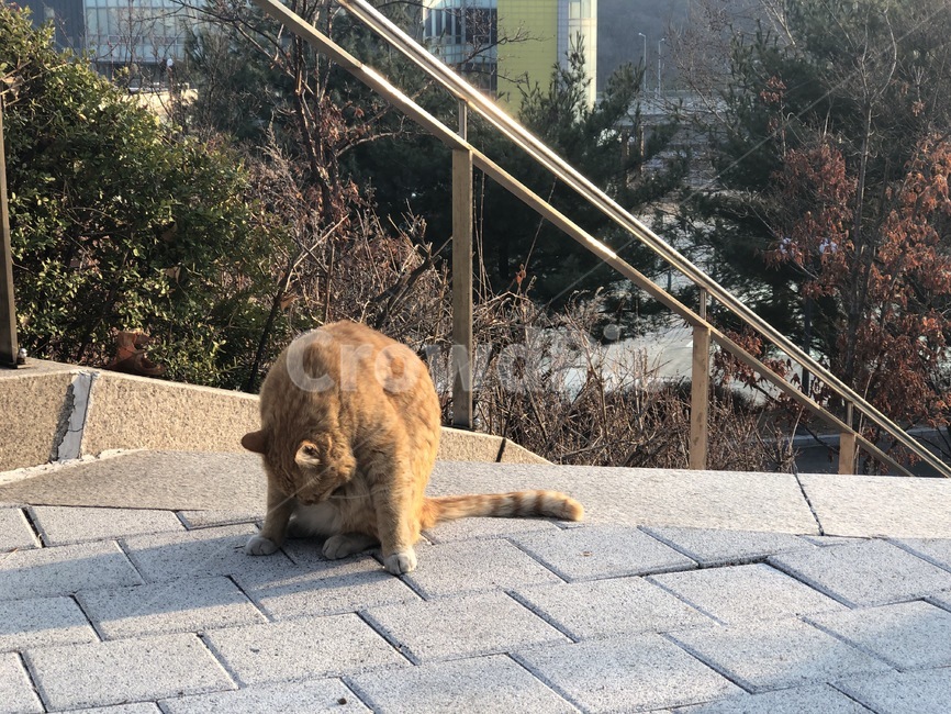 판석,flagstone,고양이,인사,코숏,치즈