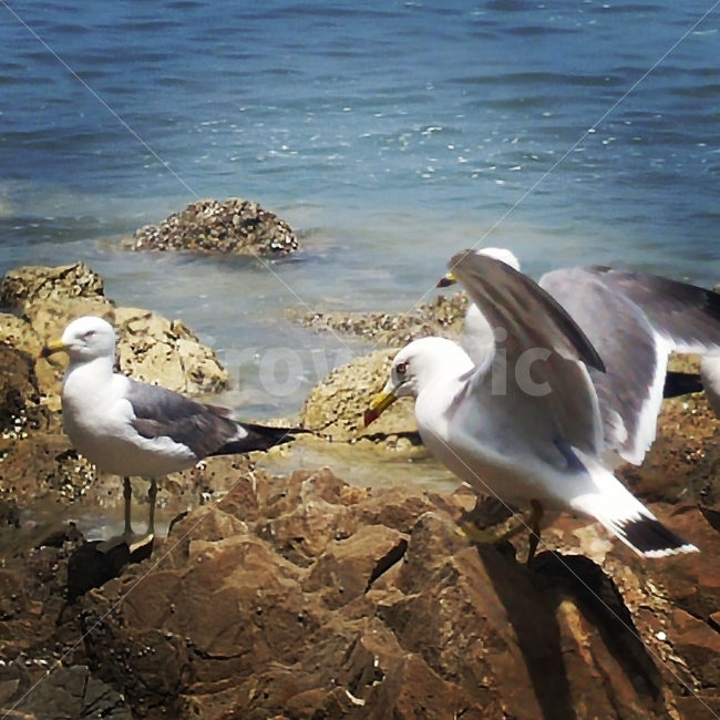 바다,갈매기,해변,파도,바닷가,푸른빛,바위,연인,여행,동물,animal,조류,새,birds