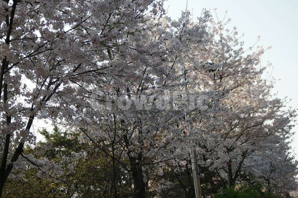꽃,자연,cherryblossoms,벚꽃,봄