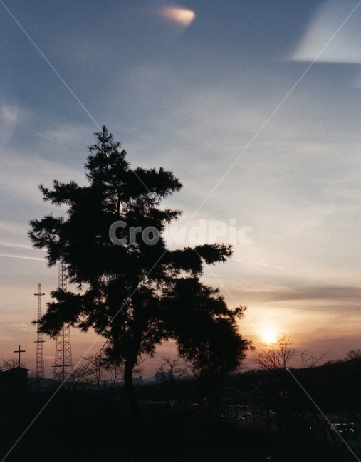 나무,하늘,구름,노을,석양,옥외,자연,nature,outdoors,plant,tree,clouds,sky,sunset