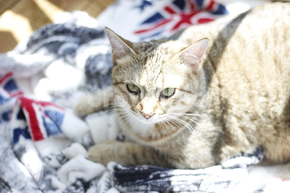 동물,고양이,반려동물,애완동물,반려묘,cat,pet,animal,kitten,길고양이,집사,코리안숏헤어,코숏,동물,animal,고양이,cat,kitten,kitty