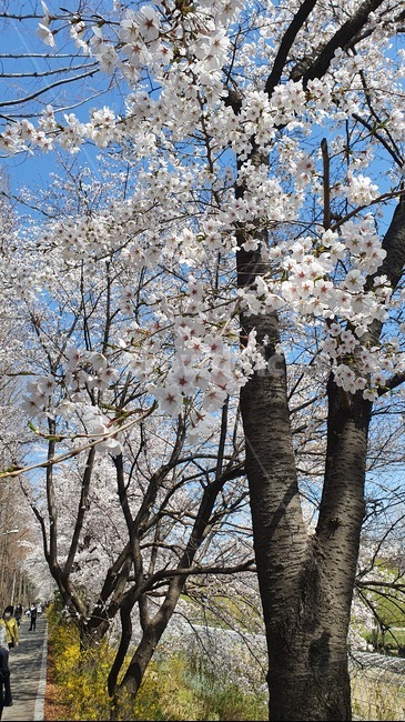 flower,blossom,벚꽃,꽃,공원,park
