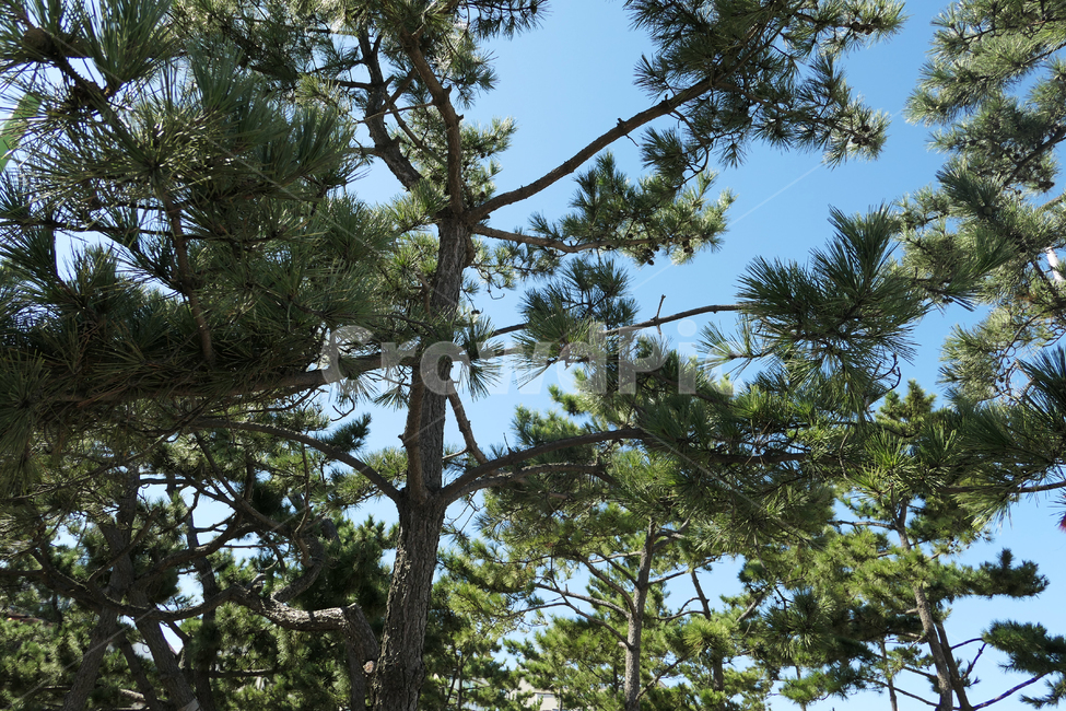 소나무,하늘,pinetree,sky,나무,tree,식물,자연,plants,nature,나무,trees,wood