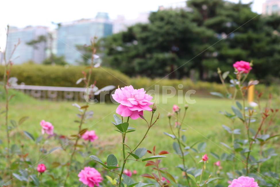 장미,꽃,장미꽃,식물,덩굴식물,블루리버,자연,식물,자연,plants,nature,꽃,flower