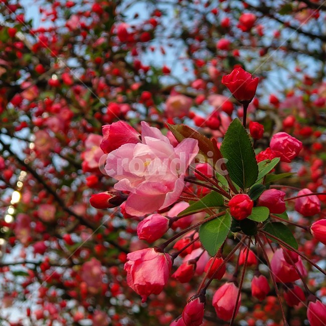 해당화,꽃,봄,접사,꽃나무,식물,자연,plants,nature,꽃,flower