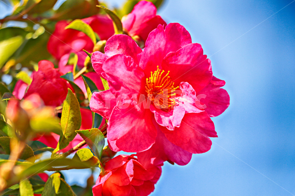 동백,동백꽃,제주,flower,꽃,blossom,plant,식물