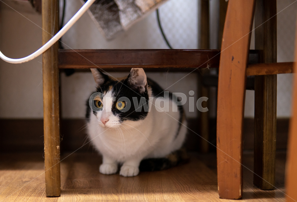 고양이,삼색고양이,동물,한국고양이,코숏,코리안숏헤어,캣츠아이,웅크리다,의자,책상,탁자,나무,집,노란눈고양이,삼색이,칼리코,캘리코,칼리코캣,캘리코캣