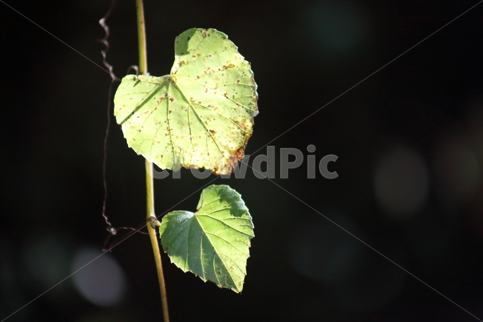 leaf,잎,plant,식물,덩굴식물,식물,자연,plants,nature