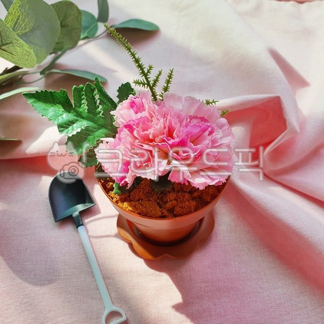 Teachers day,family month,pink,blossom,pot,plant,carnation,Mothers Day,flower