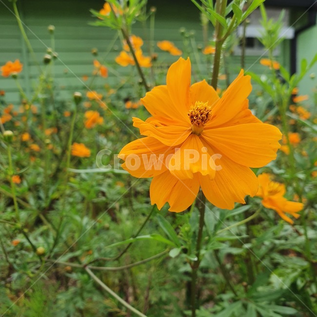 plant,식물,flower,꽃,주황