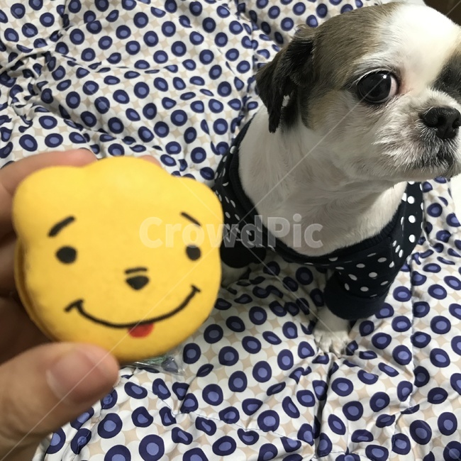 강아지,마카롱,간식,개,시추,멍멍이,캐릭터마카롱,도트무늬